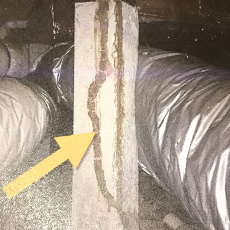 IMG_0505-scaled-aspect-ratio-650-650 - Home Inspections ABPOM termites found on pre purchase inspection