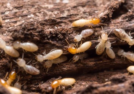 termites