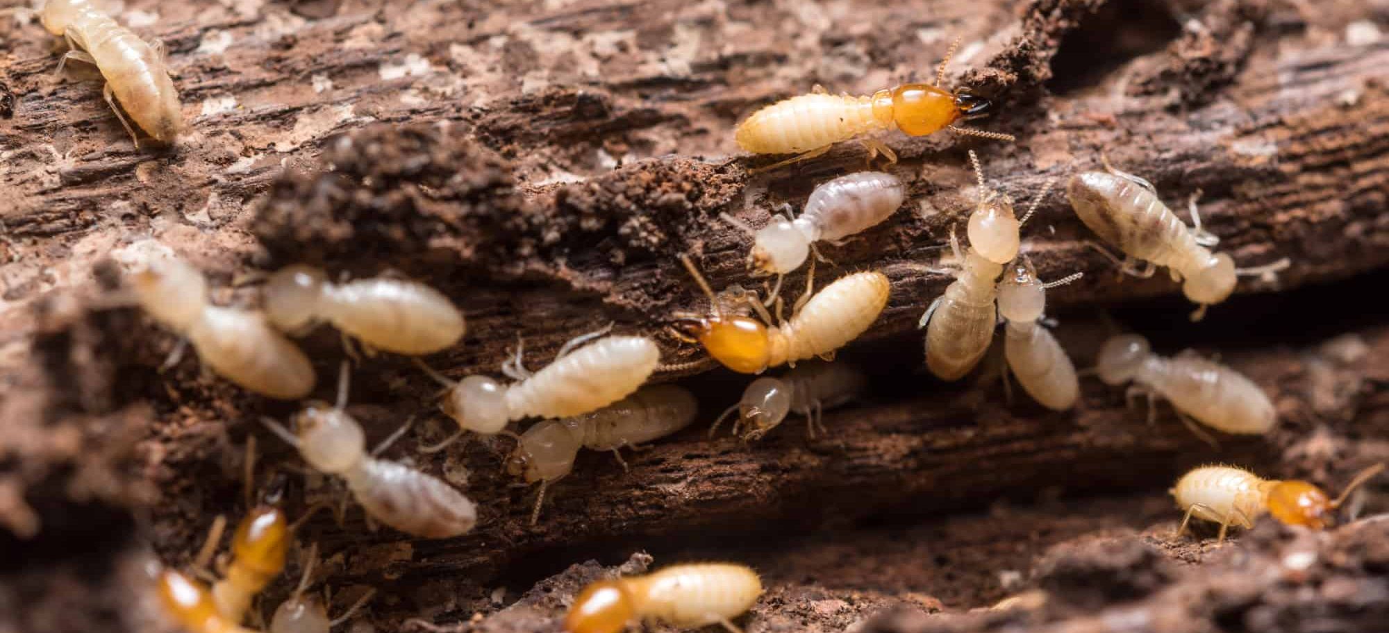 pest-control-2000-aspect-ratio-1096-500 - Home Inspections ABPOM termites