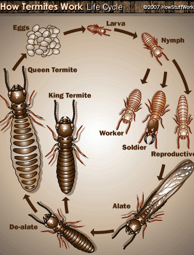 termite-11-aspect-ratio-650-850 - Home Inspections ABPOM Termite family
